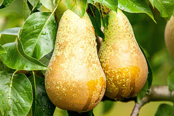 Pyrus communis Conference – Das große Portrait der beliebten Birne