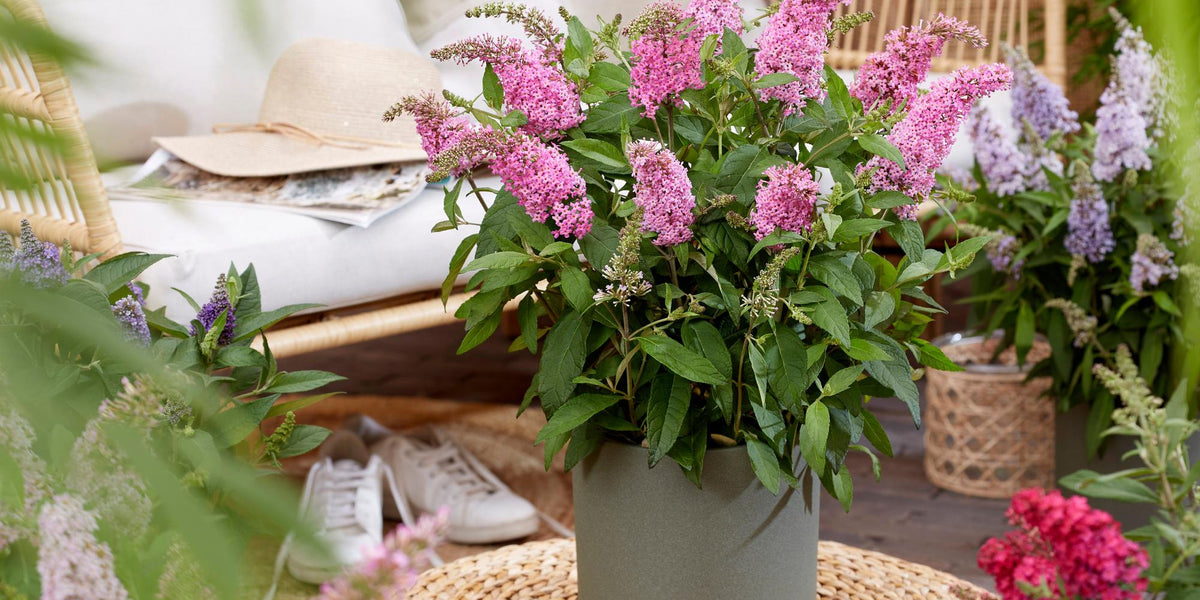 Buddleja davidii 'Little Pink': Alles über den kompakten Schmetterlingsmagneten
