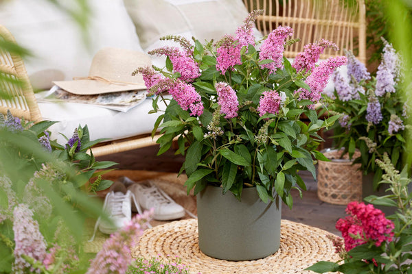 Buddleja davidii 'Little Pink': Alles über den kompakten Schmetterlingsmagneten