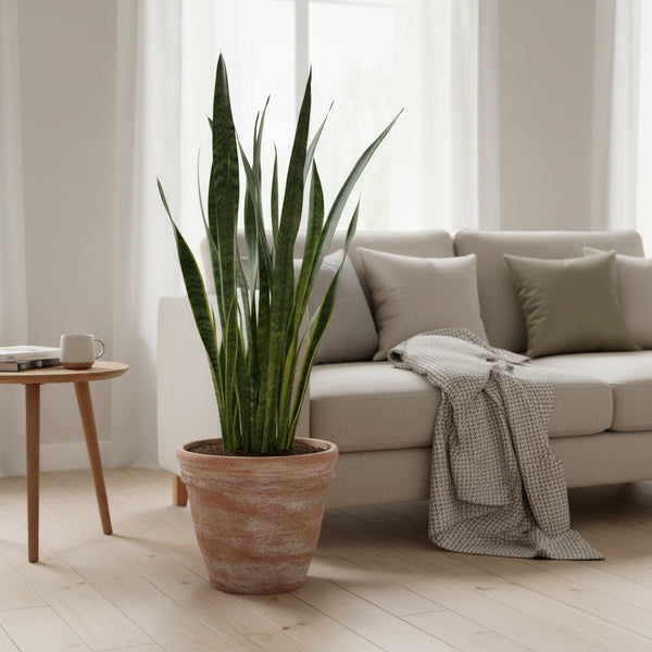 Sansevieria Zeylanica Pflege: Alles, was du über Bogenhanf wissen musst