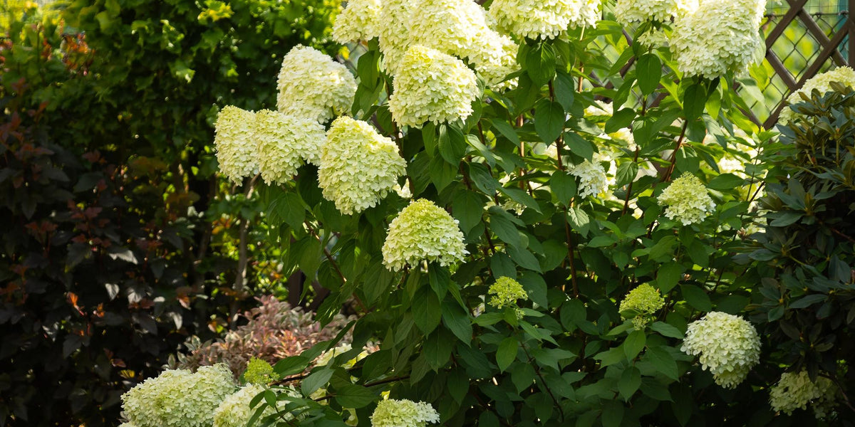 Rispenhortensie Limelight (Hydrangea paniculata): Alles zu Pflanzung und Pflege