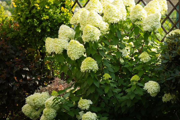 Rispenhortensie Limelight (Hydrangea paniculata): Alles zu Pflanzung und Pflege