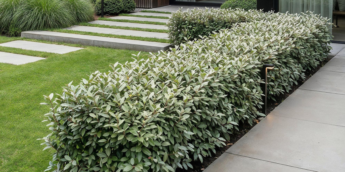 Immergrüner Sichtschutz: So pflegst du die Elaeagnus ebbingei Compacta (Ölweide)