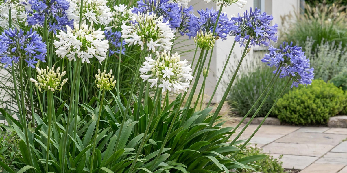 Afrikanische Schmucklilie (Agapanthus-Duo): Der ultimative Pflege-Guide für Sommergarten & Balkon