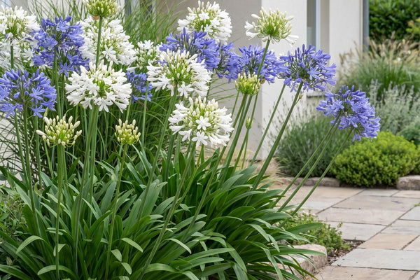 Afrikanische Schmucklilie (Agapanthus-Duo): Der ultimative Pflege-Guide für Sommergarten & Balkon
