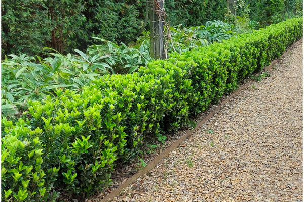 Euonymus Green Spire: Der perfekte Buchsbaum-Ersatz für deine Hecke