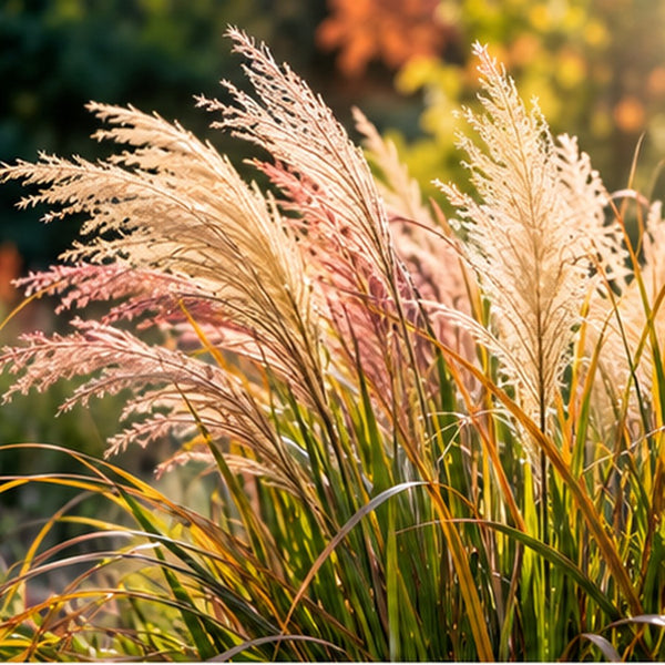 Ziergräser im Garten: Sortenwirkung, Pflanzabstand und Rückschnitt