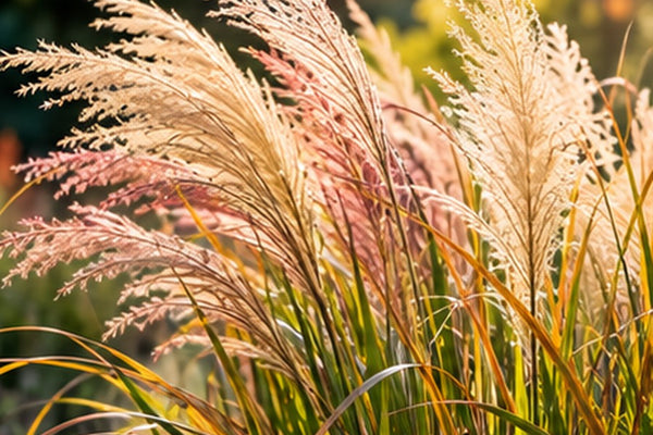 Ziergräser im Garten: Sortenwirkung, Pflanzabstand und Rückschnitt