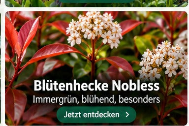 Flowering hedge Nobless