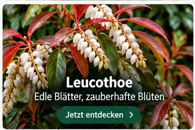 Leucothoe