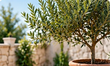 Mediterrane Pflanzen