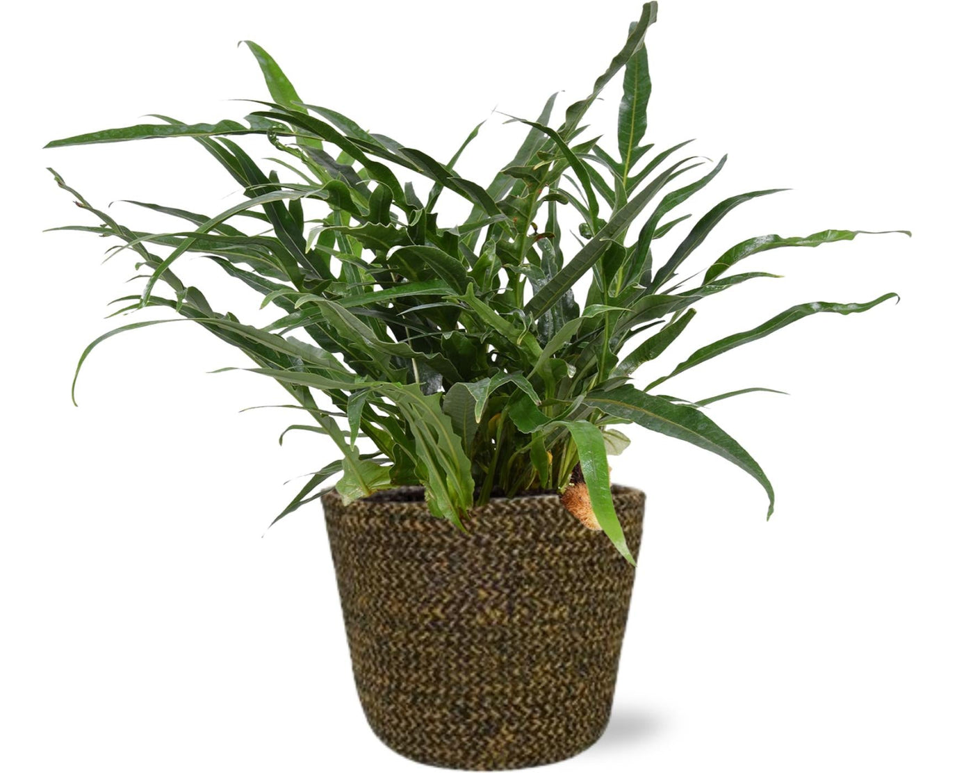 Fern