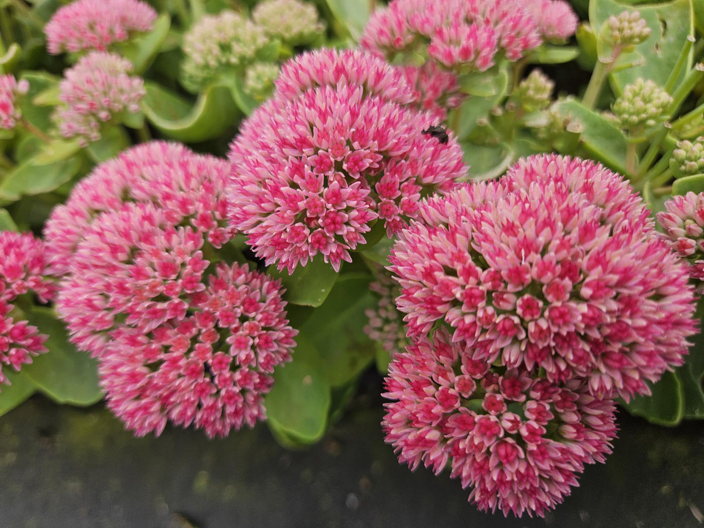 Sedum-Arten