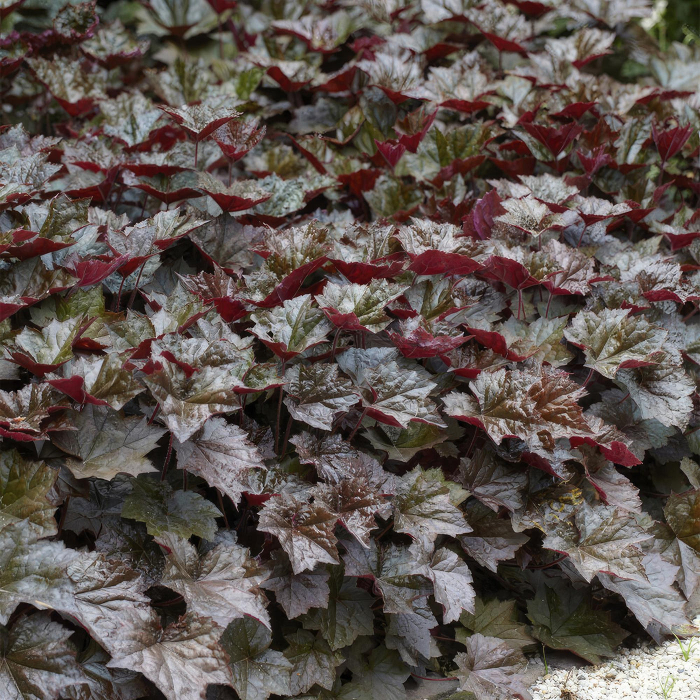 Heuchera