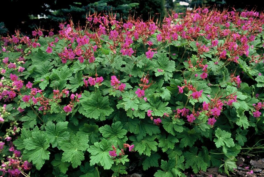 Blütenstaudenbeet