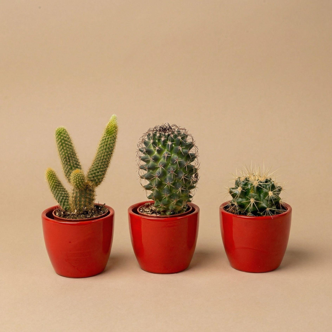 Kaktus