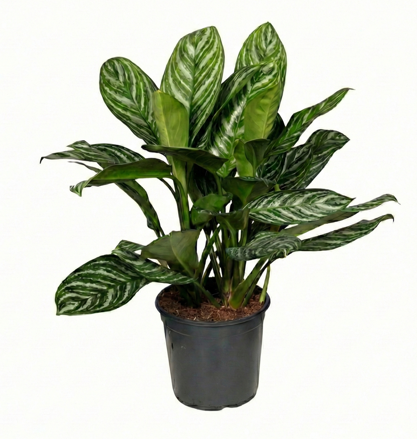 Dracaena surculosa