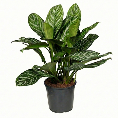 Aglaonema Stripes: Große Zimmerpflanze, pflegeleicht & luftreinigend