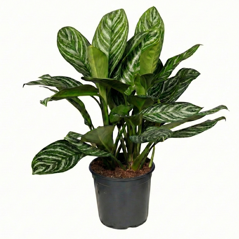 Aglaonema Stripes: Große Zimmerpflanze, pflegeleicht & luftreinigend