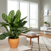 Aglaonema Stripes: Große Zimmerpflanze, pflegeleicht & luftreinigend Bild 3