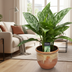 Aglaonema Green Lady Zimmerpflanze – Ø17cm, 60cm hoch Bild 3