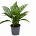 Aglaonema Green Lady Zimmerpflanze – Ø17cm, 60cm hoch Bild 1