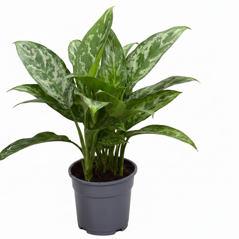 Aglaonema Green Lady Zimmerpflanze – Ø17cm, 60cm hoch