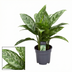 Aglaonema Green Lady Zimmerpflanze – Ø17cm, 60cm hoch Bild 2