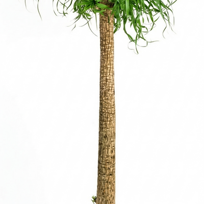 Beaucarnea XXL (200cm) - XXL Flaschenbaum für Ihr Zuhause