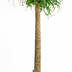 Beaucarnea XXL (200cm) - XXL Flaschenbaum für Ihr Zuhause Bild 1