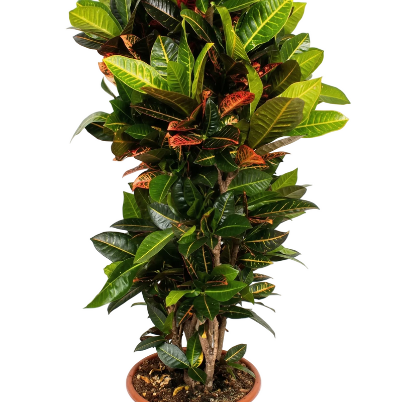 Codiaeum Petra Zimmerpflanze - 180cm, Tropisches Flair