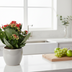 Kalanchoe Rosalina Don Justino Rood (Ø12cm, ↕27cm) - Samtige Blattpracht Bild 3