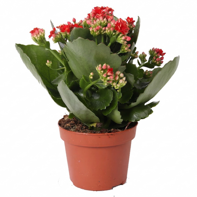 Kalanchoe Rosalina Don Justino Rood (Ø12cm, ↕27cm) - Samtige Blattpracht