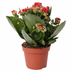 Kalanchoe Rosalina Don Justino Rood (Ø12cm, ↕27cm) - Samtige Blattpracht Bild 1
