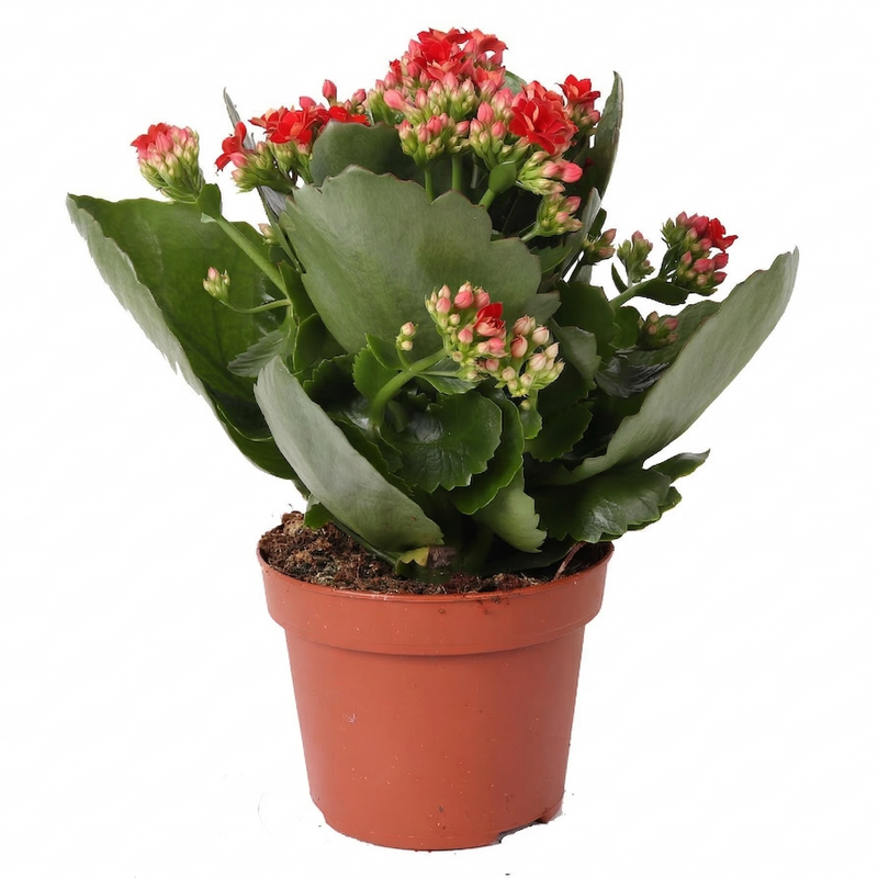 Kalanchoe Rosalina Don Justino Rood (Ø12cm, ↕27cm) - Samtige Blattpracht