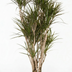 Branched Dracaena Marginata, 170cm - Stylish Houseplant Bild 1