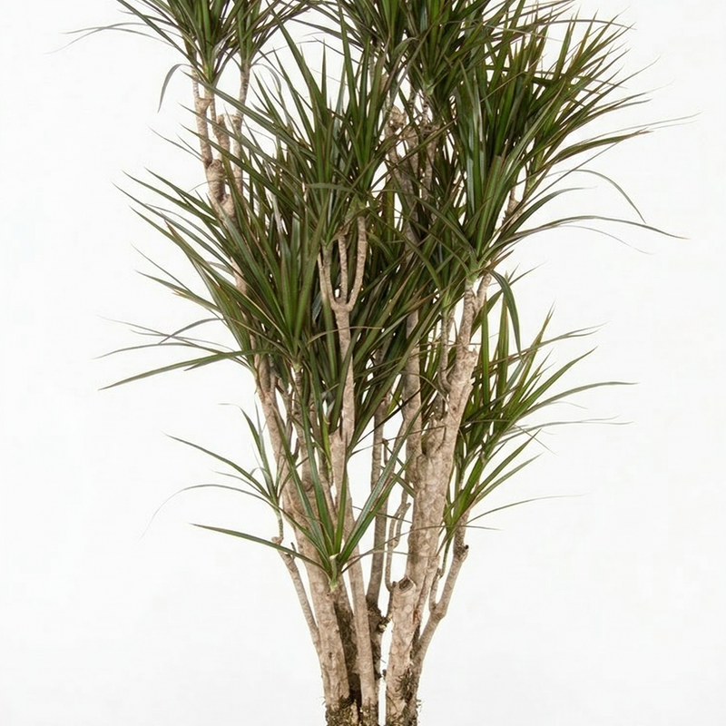 Branched Dracaena Marginata, 170cm - Stylish Houseplant