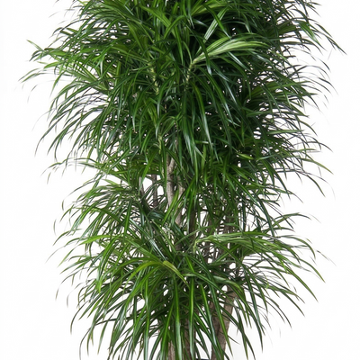 Dracaena Anita, verzweigt, 160 cm
