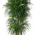Dracaena Anita, verzweigt, 160 cm Bild 1
