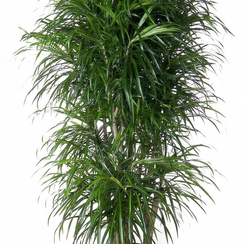 Dracaena Anita, verzweigt, 160 cm