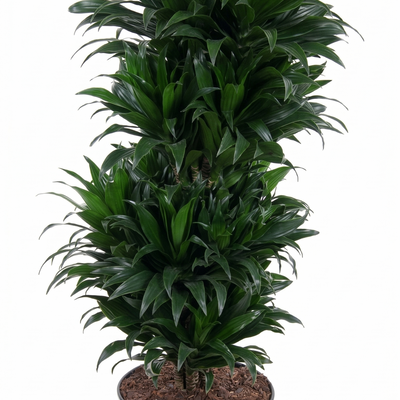 Dracaena Compacta Vertakt P27 - Ø27cm - ↕100cm