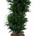 Dracaena Compacta Vertakt P27 - Ø27cm - ↕100cm Bild 1