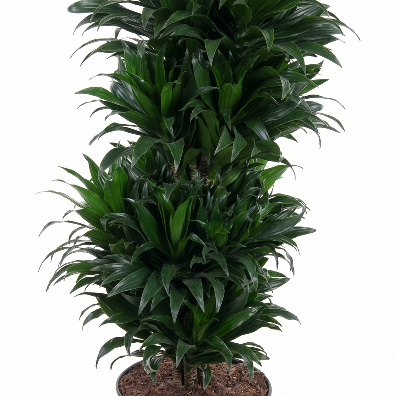 Dracaena Compacta Vertakt P27 - Ø27cm - ↕100cm