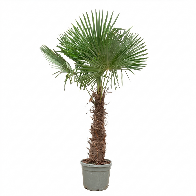 Dracaena surculosa