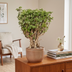 Polyscias Hawaiiana Ming Gold Bonsai - Ø14cm, ↕40cm Bild 4