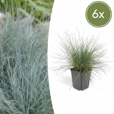 6x Festuca glauca 'Elijah Bleu' - Blaues Ziergras, 10-25cm