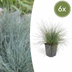6x Festuca glauca 'Elijah Bleu' - Blaues Ziergras, 10-25cm Bild 1