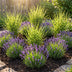 10er Spar-Bundle: 5x Lavendel angustifolia (Echter Lavendel) & 5x Zebra Gras 'Strictus' - Beet-Pflanzen Set - 40-60cm (19cm & 23cm Topf) Bild 1