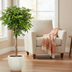 Schefflera auf Stamm, 150 cm: Tropischer Blickfang für Ihr Zuhause Bild 3