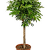 Schefflera auf Stamm, 150 cm: Tropischer Blickfang für Ihr Zuhause Bild 1
